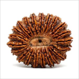 21 Mukhi Rudraksha
