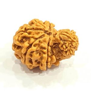 Garbh Gauri Rudraksha