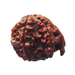Ganesh Rudraksha