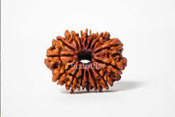 15 Mukhi Rudraksha