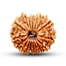 17 Mukhi Rudraksha