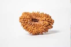 19 Mukhi Rudraksha