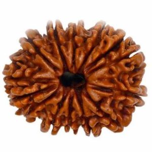 14 Mukhi Rudraksha