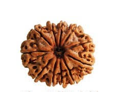 11 Mukhi Rudraksha
