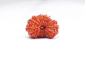 20 Mukhi Rudraksha